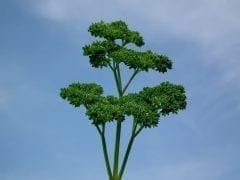 parsley