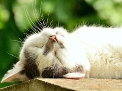 cat