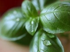 the herb habit: basil