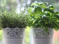 thyme and basil