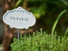 IBS friendly herbs : thyme