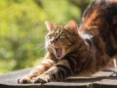 cat stretching